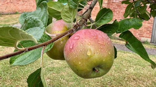 Apples in the garden at The Workhouse & Infirmary